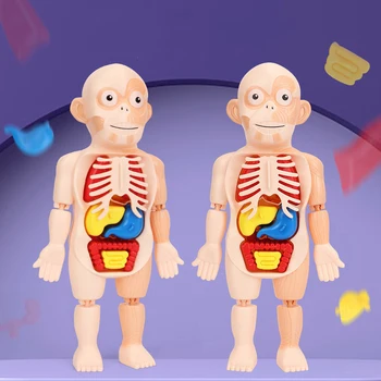 1ШТ Детская 3D головоломка Модель Анатомии человеческого Тела Обучающий Орган Собранная игрушка Орган Тела Обучающий инструмент Для детей